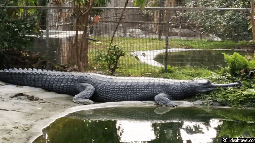crcodile zoo