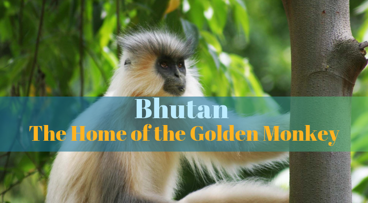 Bhutan – The Home of the Golden Monkey