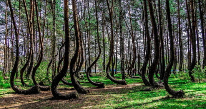 Crooked Forest in Poland