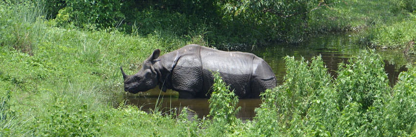 Gorumara National Park