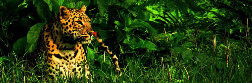 Jaldapara Wildlife Sanctuary