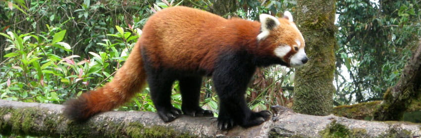 Singalila National Park